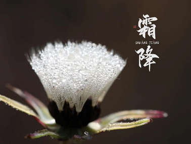 2023霜降节气发朋友圈的早安说说 霜降节气的暖心语录