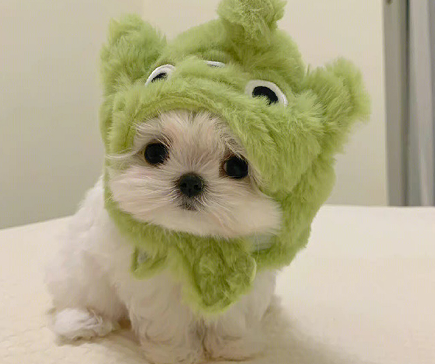 一本正经的有病的网名 没点大病想不出来的网名