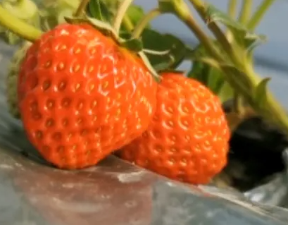 又到了吃草莓季节的说说 又是一年草莓季说说 又到了吃草莓季节的说说 又是一年草莓季说说