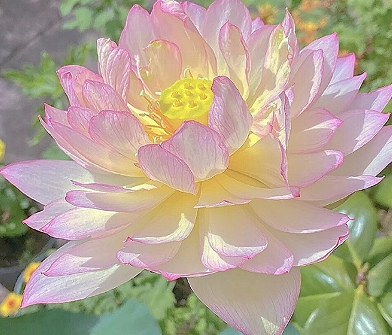 走心阳光的唯美签名 很大方的唯美签名短句 走心阳光的唯美签名 很大方的唯美签名短句