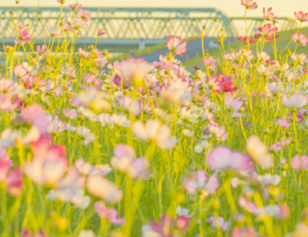 期待下一次重逢的唯美句子 期待再见的句子唯美短句 期待下一次重逢的唯美句子 期待再见的句子唯美短句