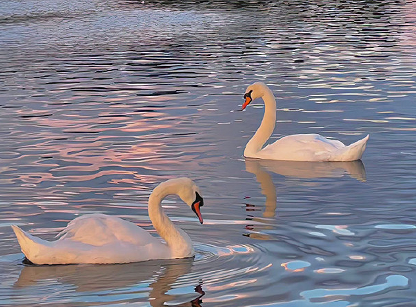 宠物去世了伤感说说 怀念宠物逝世的伤感句子 宠物去世了伤感说说 怀念宠物逝世的伤感句子