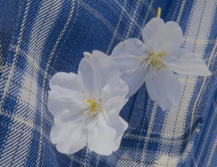 复古风文艺气息的简单昵称 具有文学气息的昵称 复古风文艺气息的简单昵称 具有文学气息的昵称