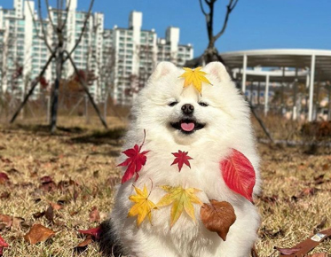 朋友圈名媛拼团的沙雕文案 超搞怪的名媛拼单语录