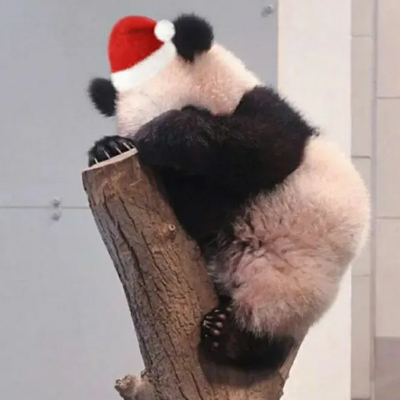 2022戴圣诞帽的萌宠动物头像最新版 我可爱成这样做你的圣诞礼物好不好