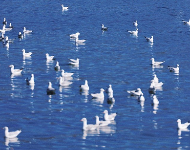 自己阳了发朋友圈语录 调侃自己阳了说说 自己阳了发朋友圈语录 调侃自己阳了说说