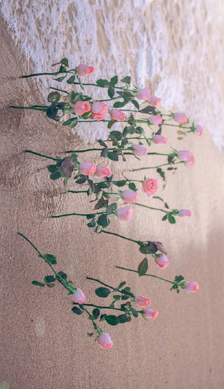 2023值得私藏的海边玫瑰花壁纸高清 玫瑰与海浪漫皮肤合集