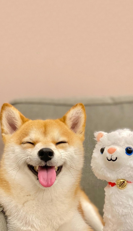 2023超级可爱的萌宠狗狗壁纸 每天都有一只小美好在等你