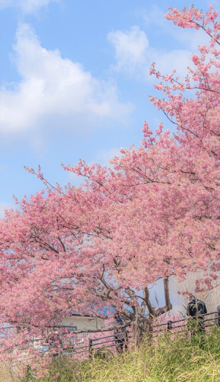 2023粉色系很有少女心的壁纸高合集 男女都可的粉色系皮肤