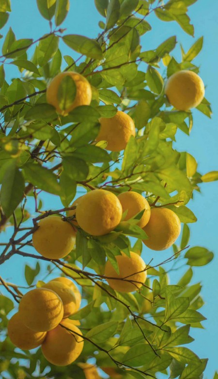 2023夏季清新很火清爽壁纸 好看的壁纸又增加啦