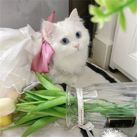 2023很萌的又很可爱让人喜欢的猫咪图片 这是迪士尼在逃小猫吧