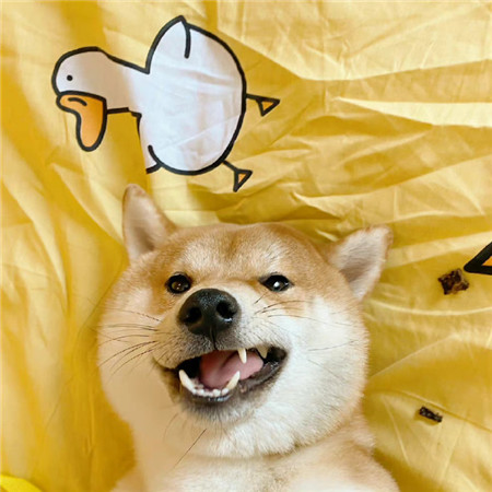 2023很开心又很萌的柴犬背景图高清好看 每一个明天都会比今天要好运的