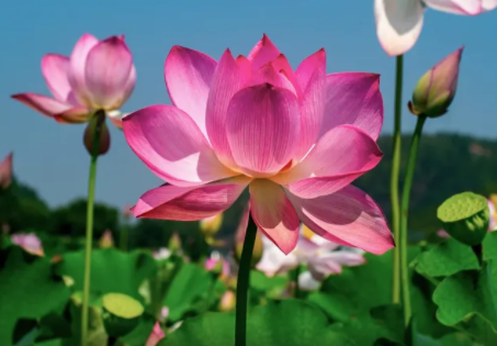 夏季晒荷花的短句唯美 夏天荷花盛开的美景配图文案 夏季晒荷花的短句唯美 夏天荷花盛开的美景配图文案