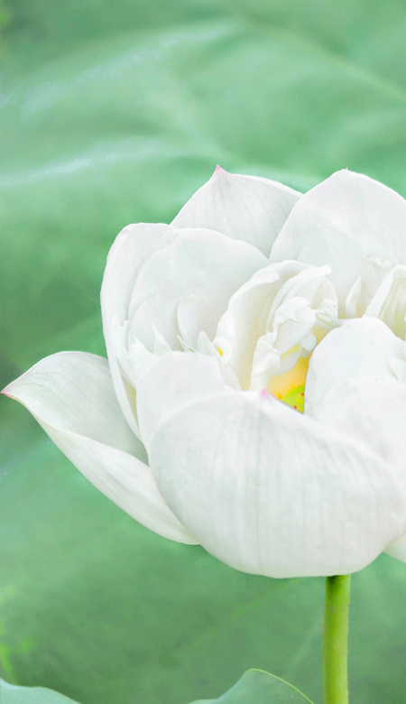 2023超级美的夏日荷花壁纸 百步之内必有芳香