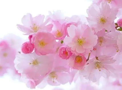 花带来的美好心情的说说 花使人心情愉悦的句子 花带来的美好心情的说说 花使人心情愉悦的句子