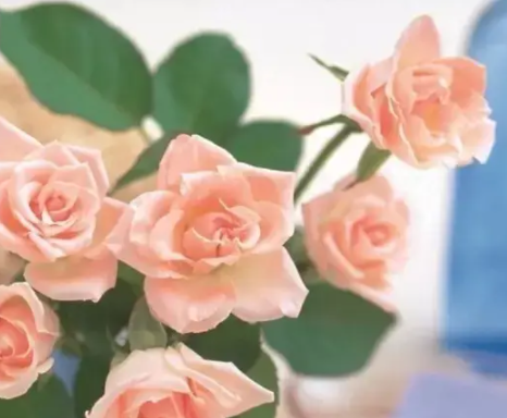 花带来的美好心情的说说 花使人心情愉悦的句子 花带来的美好心情的说说 花使人心情愉悦的句子