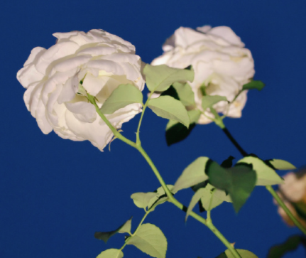 很少发朋友圈的惊艳说说 很有吸引力的朋友圈短句 很少发朋友圈的惊艳说说 很有吸引力的朋友圈短句