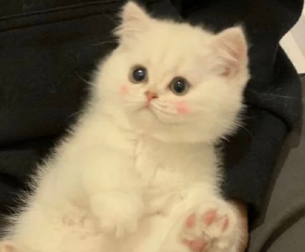 游戏网名女生沙雕可爱 很少有人用的游戏昵称 游戏网名女生沙雕可爱 很少有人用的游戏昵称