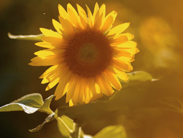 九月你好早安心语2022 九月你好早安说说 九月你好早安心语2022 九月你好早安说说