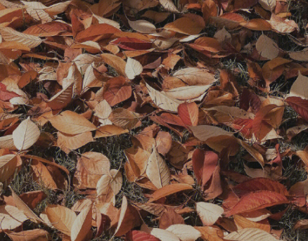 秋天短暂而美好的语录 秋去秋来的唯美句子 秋天短暂而美好的语录 秋去秋来的唯美句子