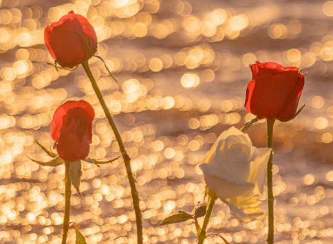 彻底结束感情的签名 把心封闭起来个性签名 彻底结束感情的签名 把心封闭起来个性签名