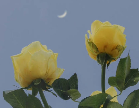 生活很无奈但还是要继续的说说 生活心酸又无奈的句子 生活很无奈但还是要继续的说说 生活心酸又无奈的句子