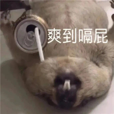 让人看了就很开心的表情最新 聊天超级火的表情合集