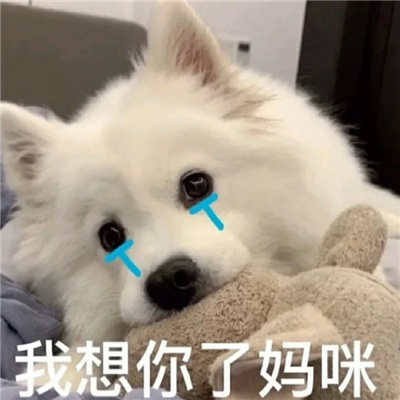 妈宝女表情最新版合集 猫咪宝贝捡破烂养你