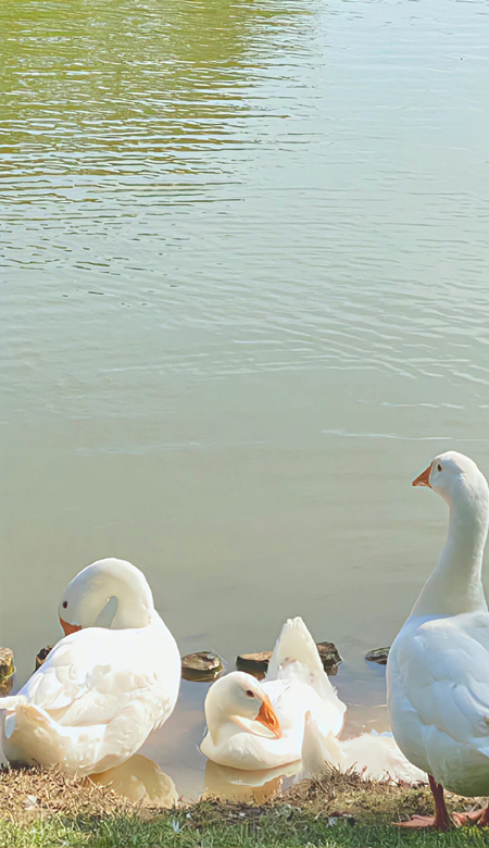 浪漫上头的超有质感的壁纸最新 伤我心的话谁都能说你不能