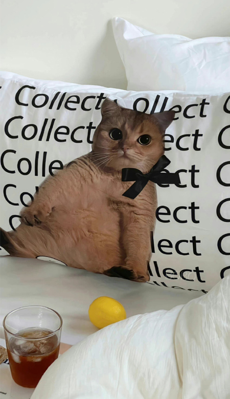 最新版超优质的壁纸好看 瞧一瞧看一看啦壁纸