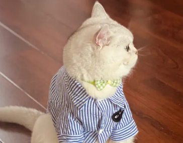 晒猫撸猫快乐的文案 美好的一天从撸猫开始 晒猫撸猫快乐的文案 美好的一天从撸猫开始