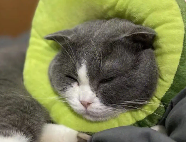 晒猫撸猫快乐的文案 美好的一天从撸猫开始 晒猫撸猫快乐的文案 美好的一天从撸猫开始