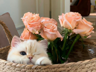 心情烦到极致的说说 感觉自己快崩溃了的句子 心情烦到极致的说说 感觉自己快崩溃了的句子