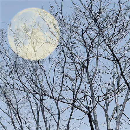 适合冬季用的萧条清冷的背景图 2023适合冬季用的配图