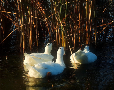 自己选择的路伤感句子 自己选择的路自己承受的说说 自己选择的路伤感句子 自己选择的路自己承受的说说
