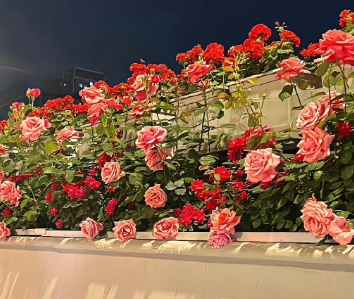 心若美好处处皆美好的说说 心生美好所见皆美好的短句 心若美好处处皆美好的说说 心生美好所见皆美好的短句