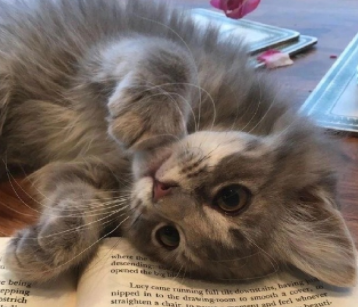 关于重庆的文案简短 打卡重庆的说说朋友圈 关于重庆的文案简短 打卡重庆的说说朋友圈