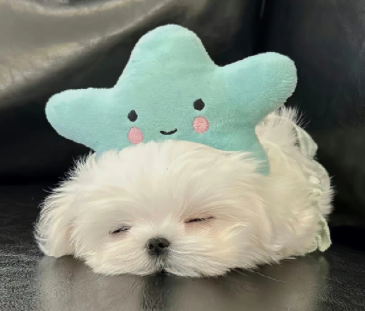 最美的时光遇见最美的你说说 最美的年纪遇到你语录 最美的时光遇见最美的你说说 最美的年纪遇到你语录