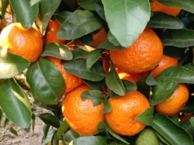 又到了狂炫砂糖橘季节的说说 开炫砂糖橘的文案大全