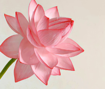 意境美到极致的昵称 顶级美感的网名大全