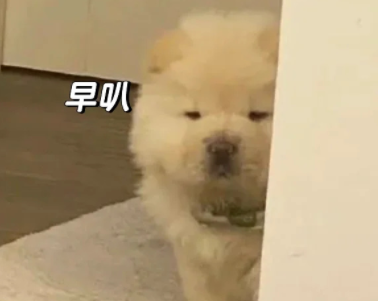 适合早上发的发疯文案 早上起来发朋友圈的幽默短句 适合早上发的发疯文案 早上起来发朋友圈的幽默短句