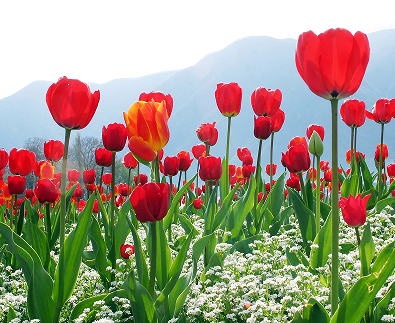 晒跟郁金香合照的说说开心 关于郁金香的浪漫句子