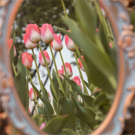 2023镜子里的春天浪漫图片合集 把春天装进镜子里去吧