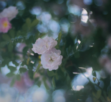 祝妈妈生日快乐的说说感人 妈妈生日的暖心句子