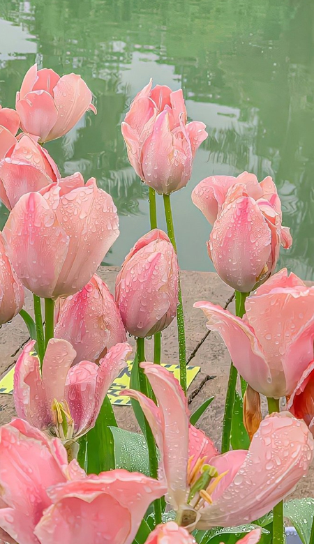 温柔感满满的唯美壁纸高清 令人超喜欢的壁纸合集