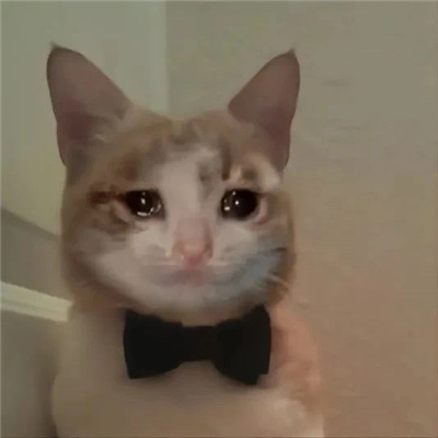 很莫名其妙的动物表情 奇奇怪怪的表情合集