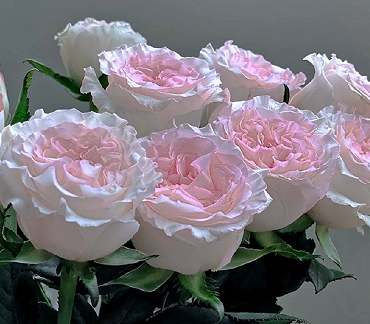 2023期待夏季的唯美说说 期待夏季的好听短句 2023期待夏季的唯美说说 期待夏季的好听短句