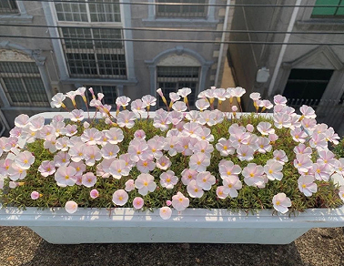 很哇塞的女生网名大全 憨憨好听的新版昵称 很哇塞的女生网名大全 憨憨好听的新版昵称