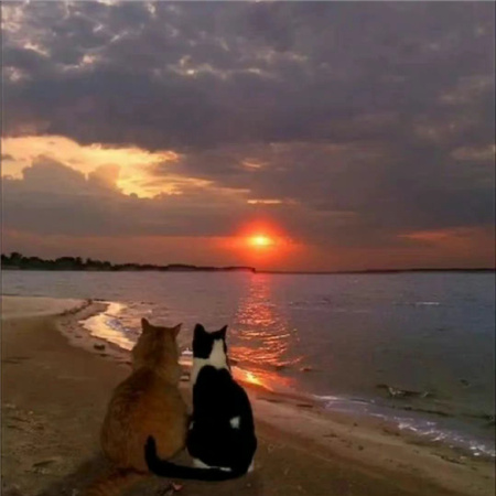 瞬间心动的朋友圈背景图 在暮色里寄存了一万次心动