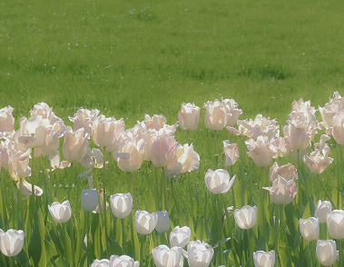 充满着少女心的句子简短 小清新的甜甜句子